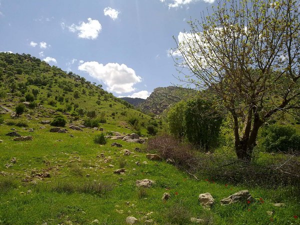Green hills 7 miles SE of Zakho, Iraq - panoramio (6).jpg Zaxo