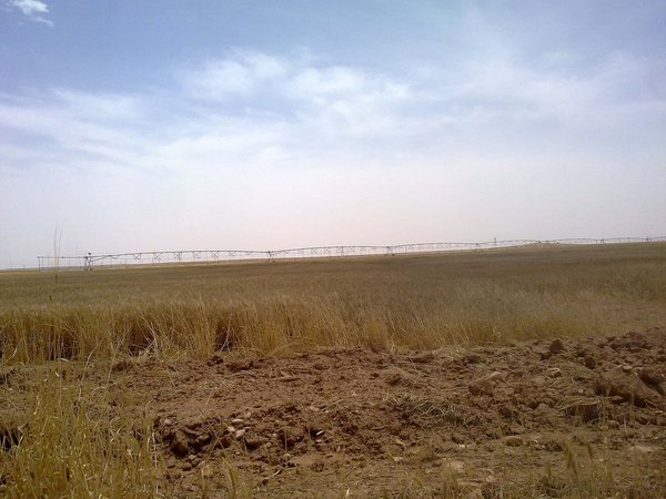 Ceylanpınar kamu ziraat bölgesi şanlıurfa - panoramio.jpg Kaniya Xezalan