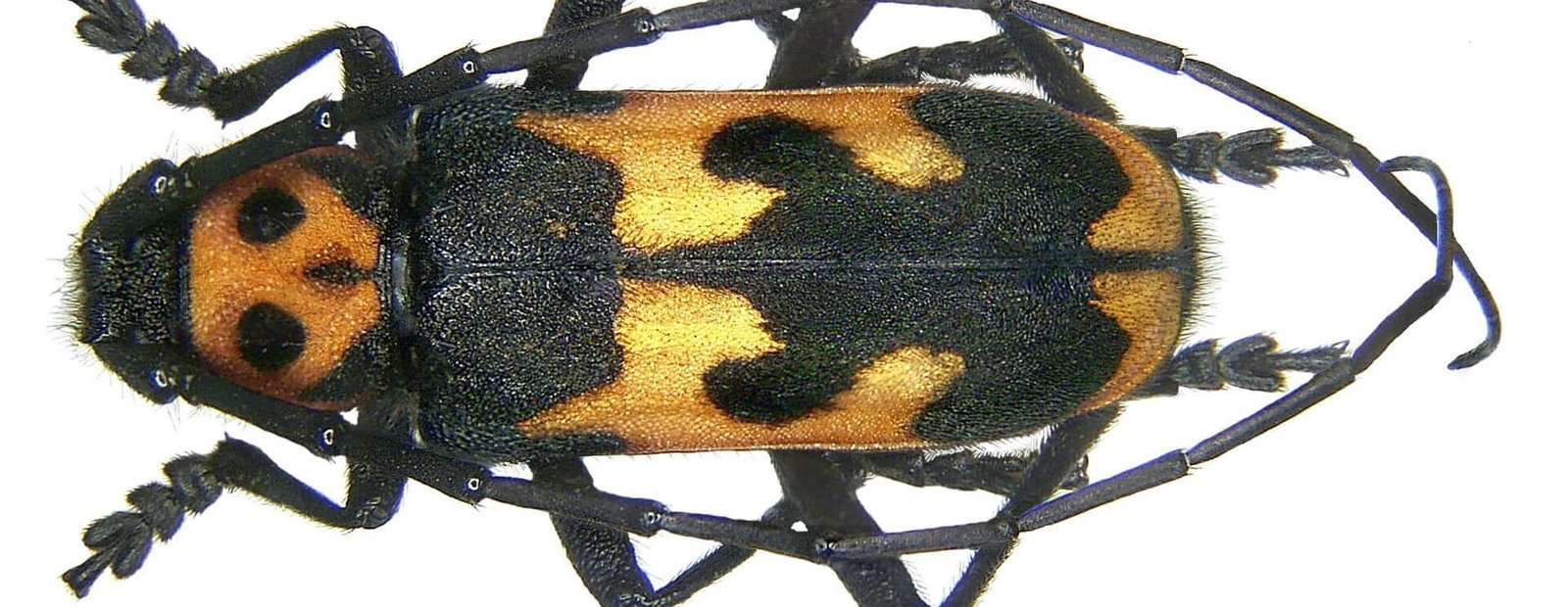 Purpuricenus dalmatinus Sturm, 1843 (3112532497).jpg Hesenbeylî