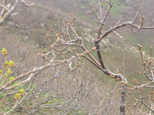 Yavru ayı saklandığı orman - panoramio.jpg Milazgir