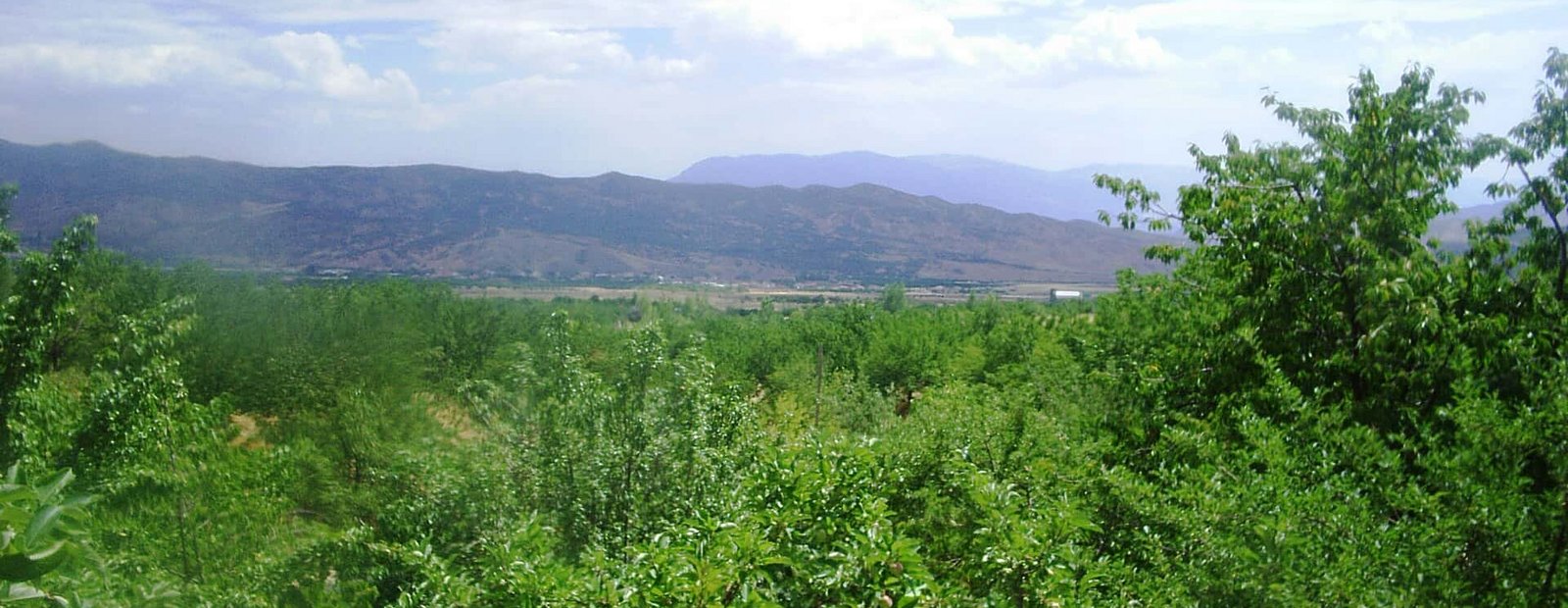 Apricot trees in Baskil.JPG Basûlî