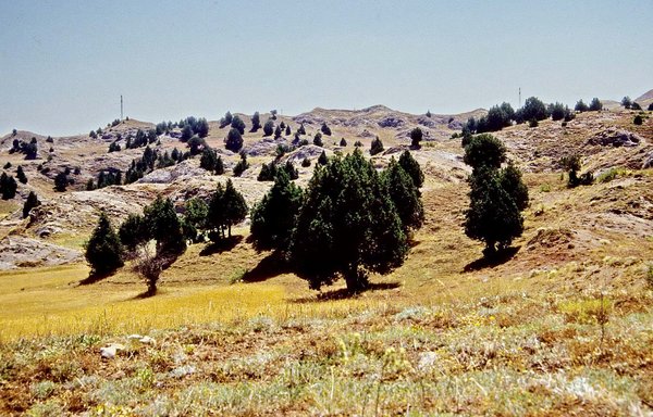 İmranlı 08 1991 Gipskarst mit Wacholdervegetation.jpg Maciran