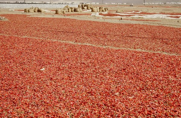 Yesemek 11 1990 Paprika-Ernte im Maraş-Graben.jpg Islahiye