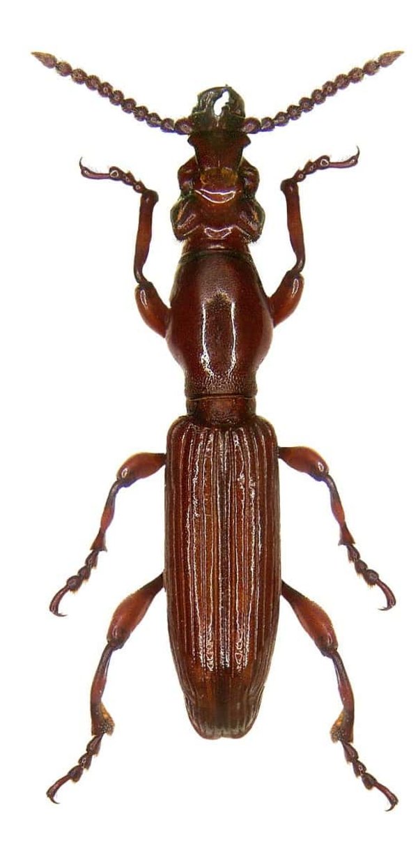 Amorphocephala coronata.jpg Hesenbeylî