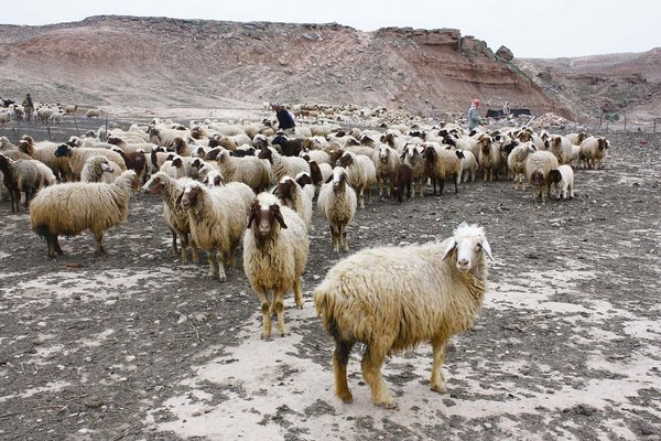 Herd of sheep in mountains (Unsplash).jpg Giyelan