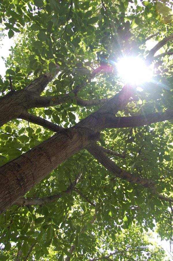 ...the sun as a fruit^ warm and lovely... - panoramio.jpg Selmas