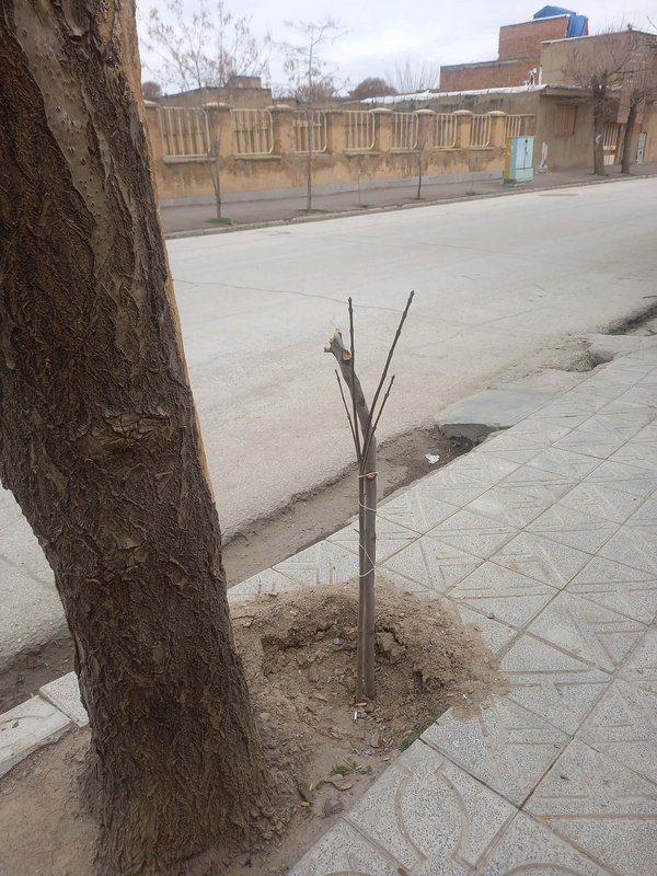 Dead Tree35.jpg Bihar