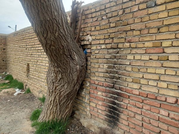Dead Tree34.jpg Bihar
