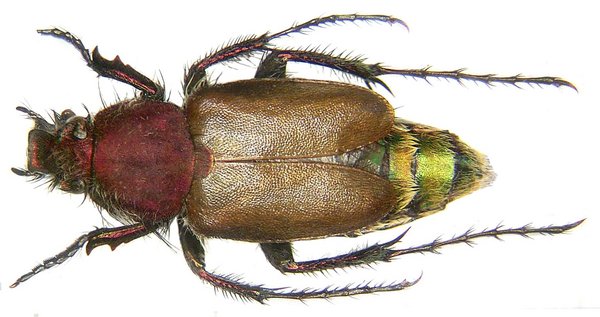 Eulasia fastuosa Reitter, 1890.jpg Hesenbeylî