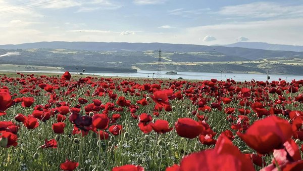 Un champ de coquelicots face au barrage de Kartalkaya.jpg Bazarcix
