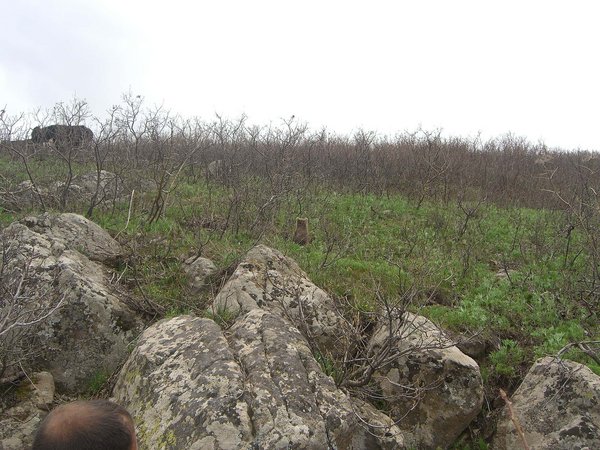 Doğaya bırakılan Yavru ayı - panoramio.jpg Milazgir
