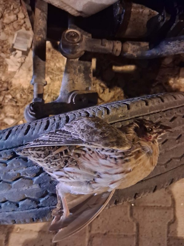 Kapımda bıldırcın ölü olarak buldum.jpg Çermiktî