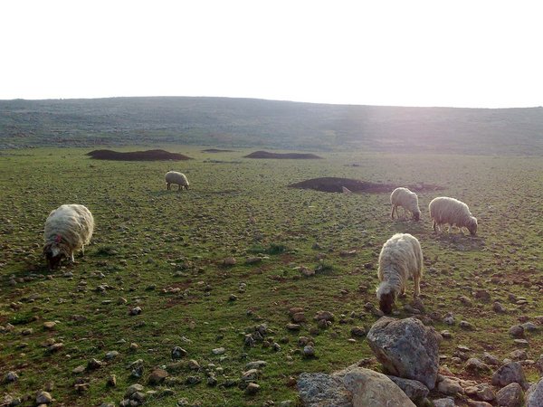 Cud medinesı şanlıurfa - panoramio.jpg Kaniya Xezalan