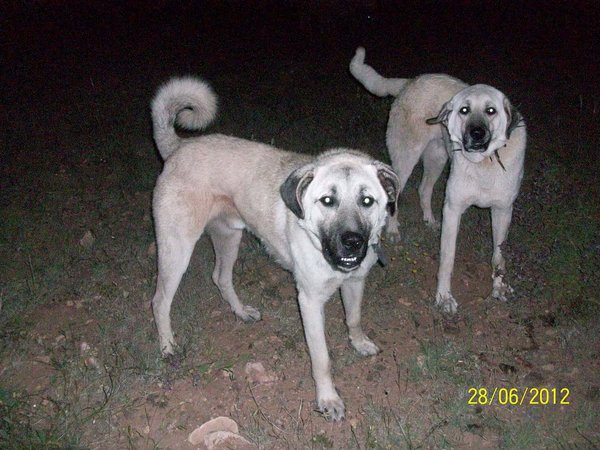 Karabaş.JPG Nûrgeh